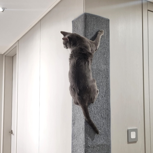 리스펫 고양이 벽타냥 기둥 수직 스크래쳐 부착형 카페트 그레이, 소형 3개입 이미지 4