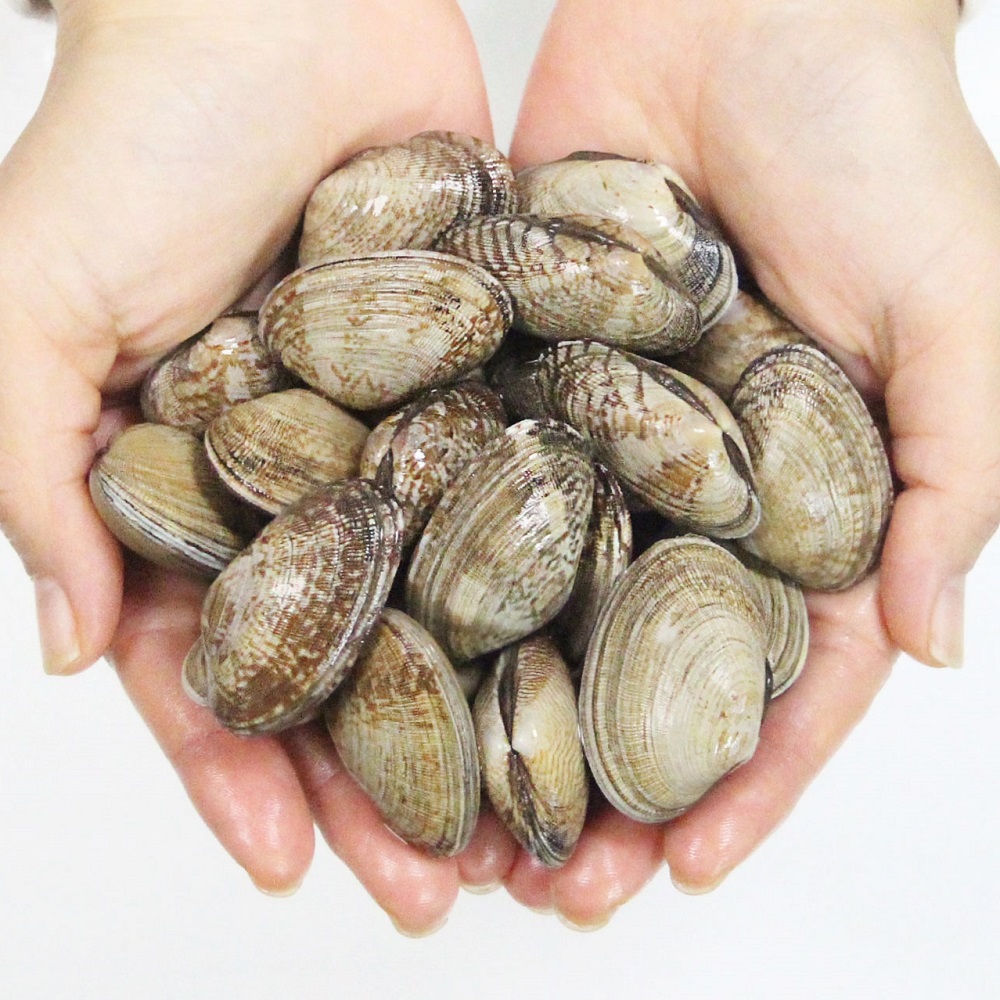 바지락 1KG 제철 해감 선별 술찜 캠핑조개