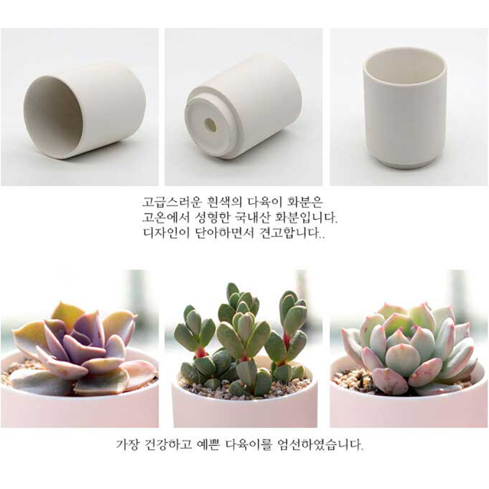 다육이 다육식물 미니선인장 키우기 DIY 키트 - 상세 이미지 3