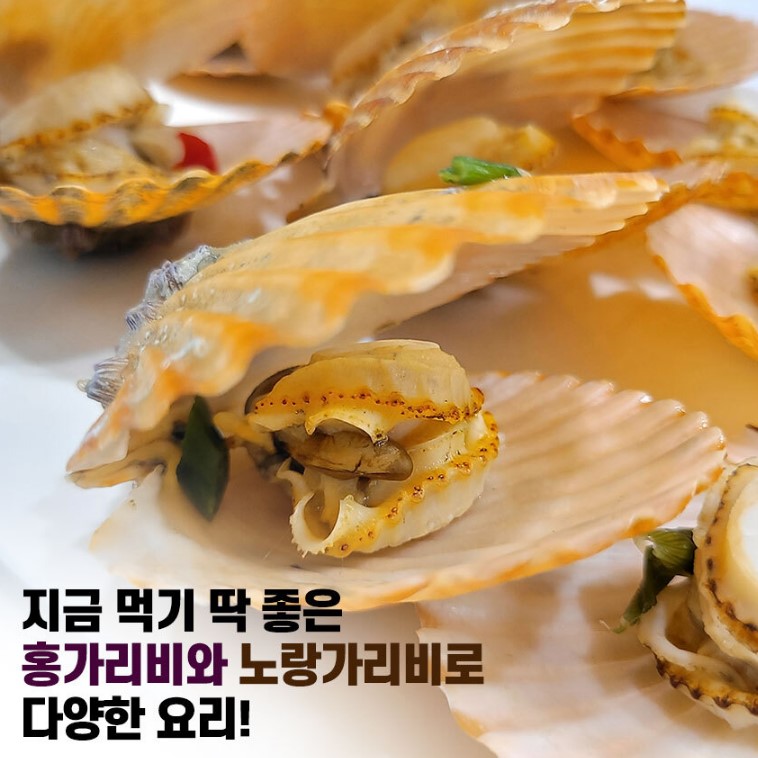 통영 고성 가리비 홍가리비 2kg 제철 직판 택배 산지 직송 - 상세 이미지 4
