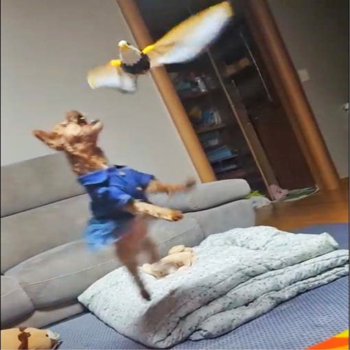 thumbnail-0