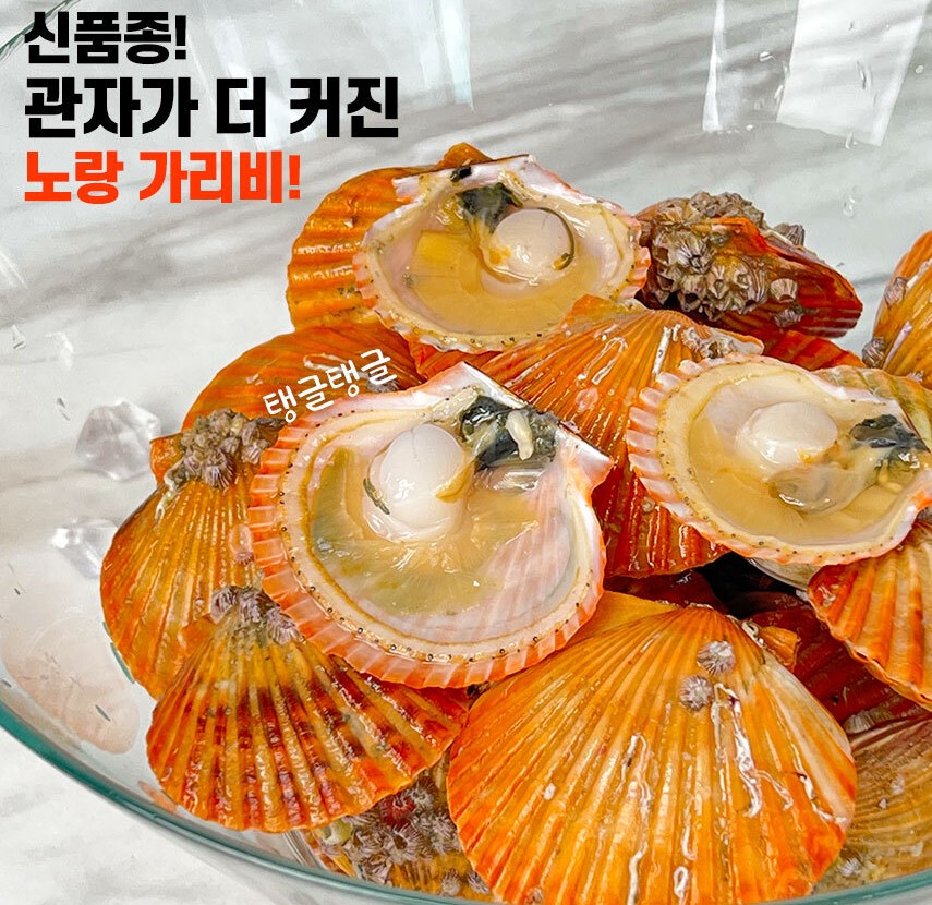 통영 고성 가리비 홍가리비 2kg 제철 직판 택배 산지 직송 - 상세 이미지 2