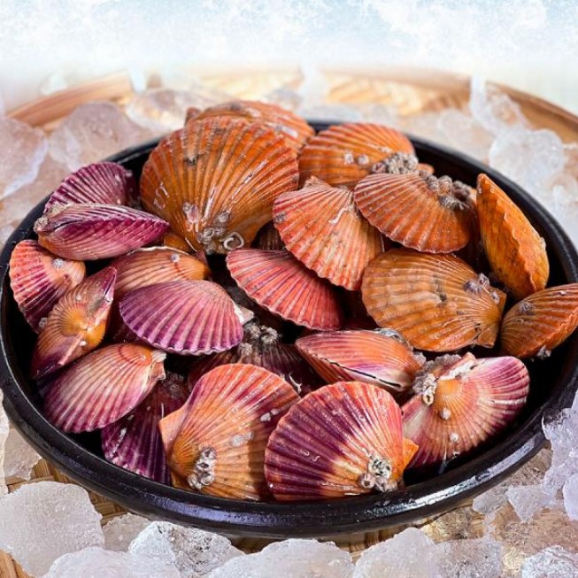 통영 고성 가리비 홍가리비 2kg 제철 직판 택배 산지 직송 - 메인 이미지
