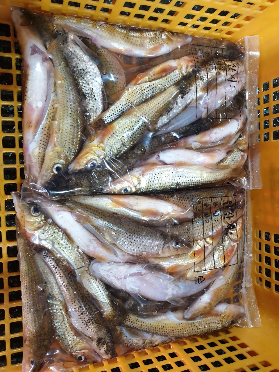 동부민물수산 잡고기 1kg 국내산 신선한 손질 냉동 - 상세 이미지 4