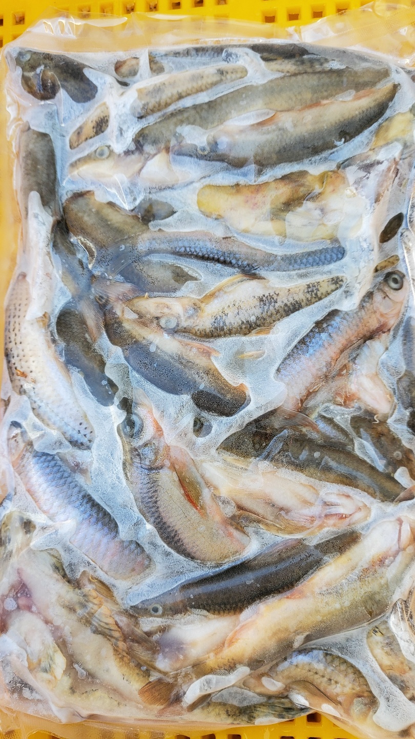 손질 잉어 3.5kg 내장제거 국내산 신선한 수산물 민물생선 - 상세 이미지 3