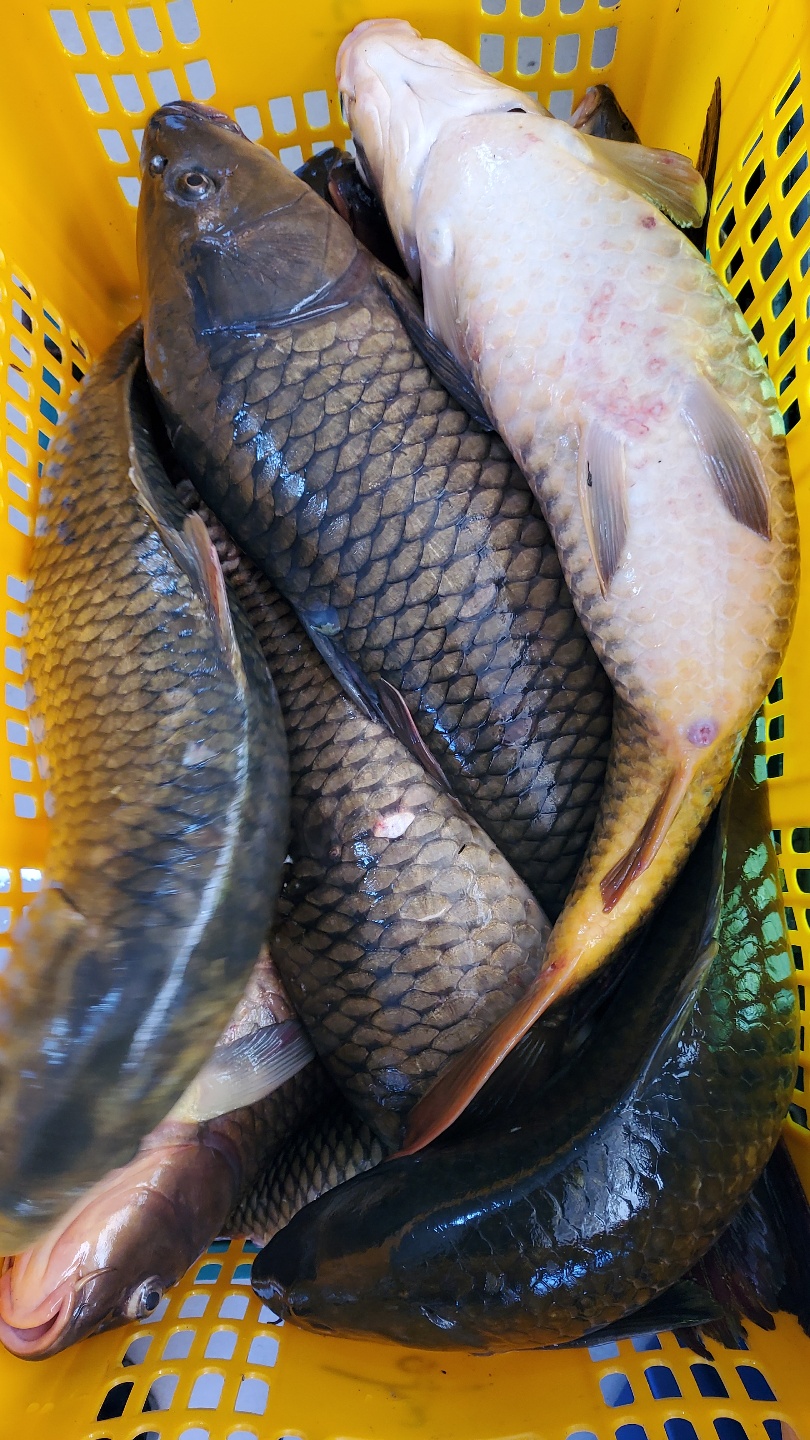 손질 잉어 3.5kg 내장제거 국내산 신선한 수산물 민물생선 - 상세 이미지 4
