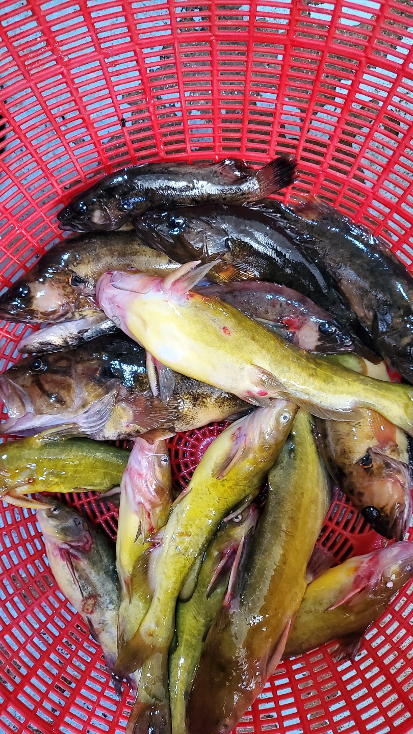 동부민물수산 잡고기 1kg 국내산 신선한 손질 냉동 - 상세 이미지 2
