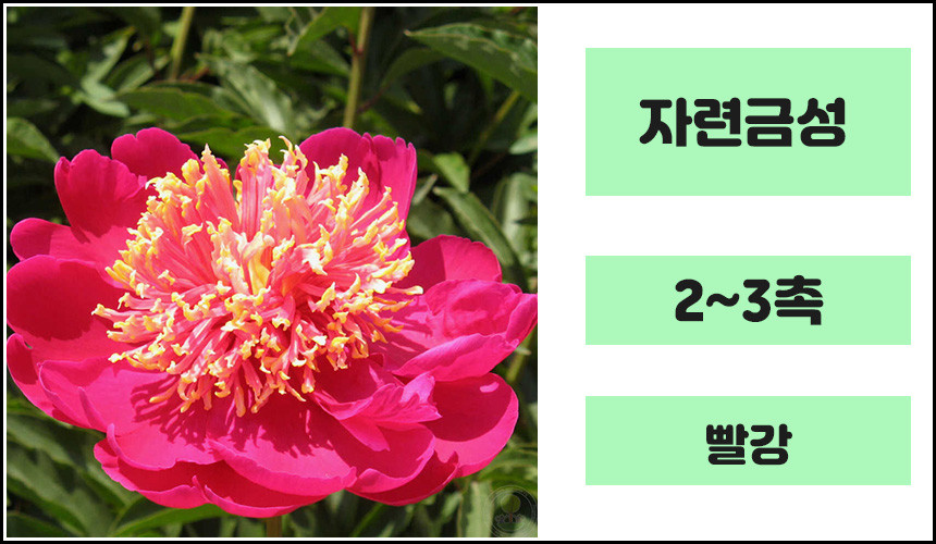 원가할인판매 겹꽃작약 (자련금성) 개화주 2-3촉전후,목하원예조경 : 묘목,조경,인테리어 - 심폴