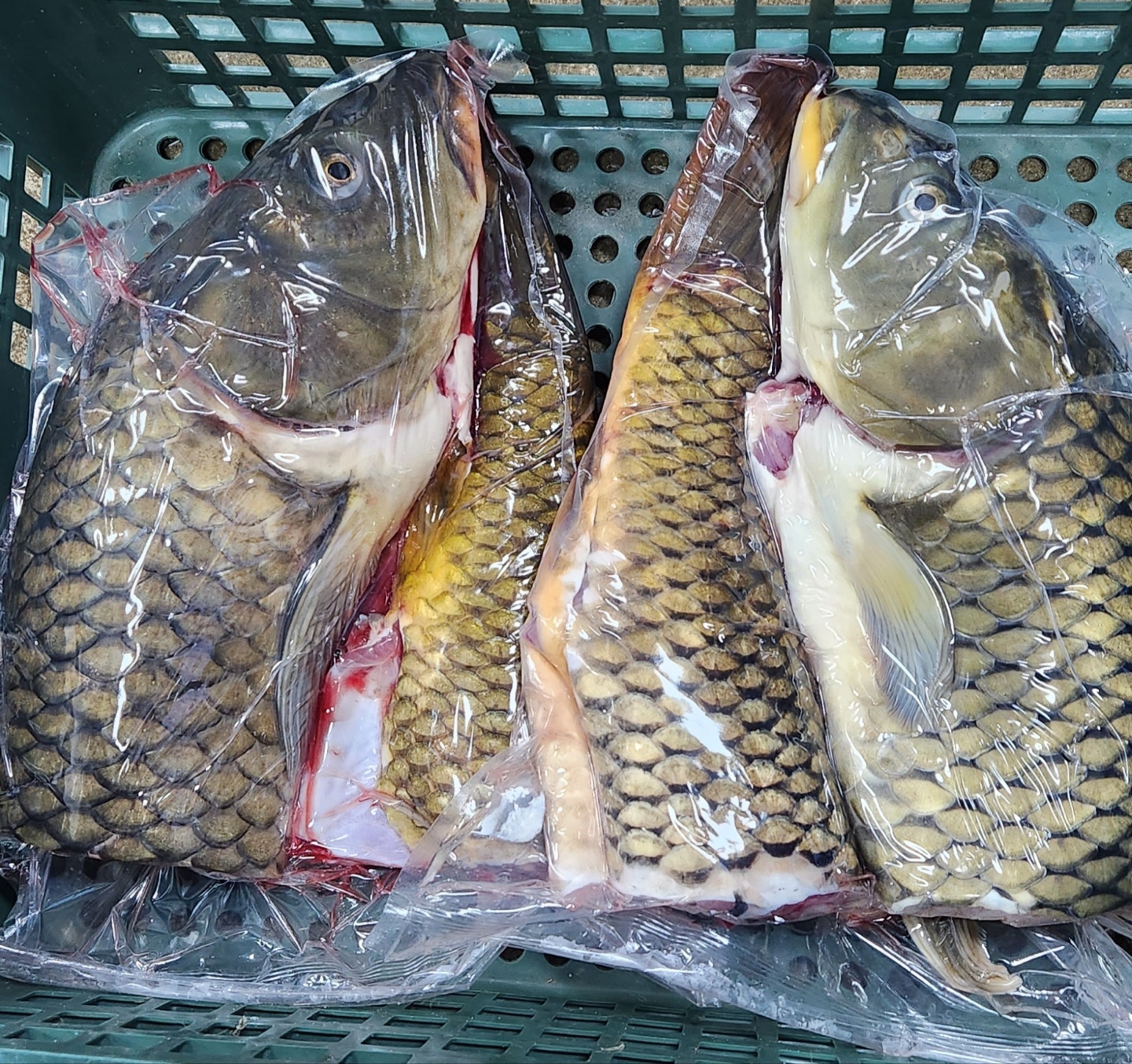 손질 잉어 3.5kg 내장제거 국내산 신선한 수산물 민물생선 - 상세 이미지 2