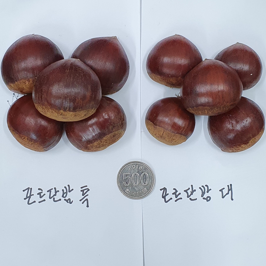 노루골 농원 병고밤 특 1kg - 상세 이미지 4