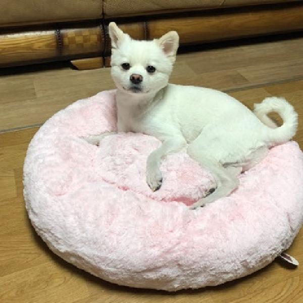 고양이 기절방석 강아지도넛방석 반려견방석 - 상품 이미지