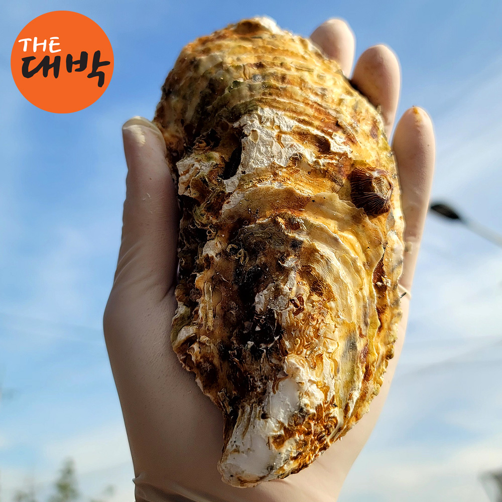 당일채취 사계절 삼배체굴 대왕 하프셀 개체굴 석화 굴