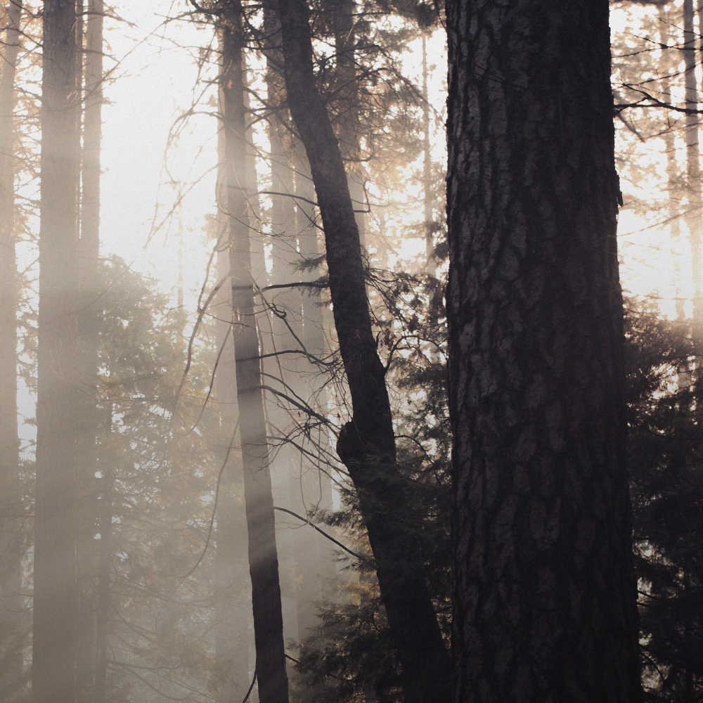 [슈퍼적립] 그라펜 8시간지속 타투 퍼퓸 원우드(무화과우디/중성적), 50ml, 1개