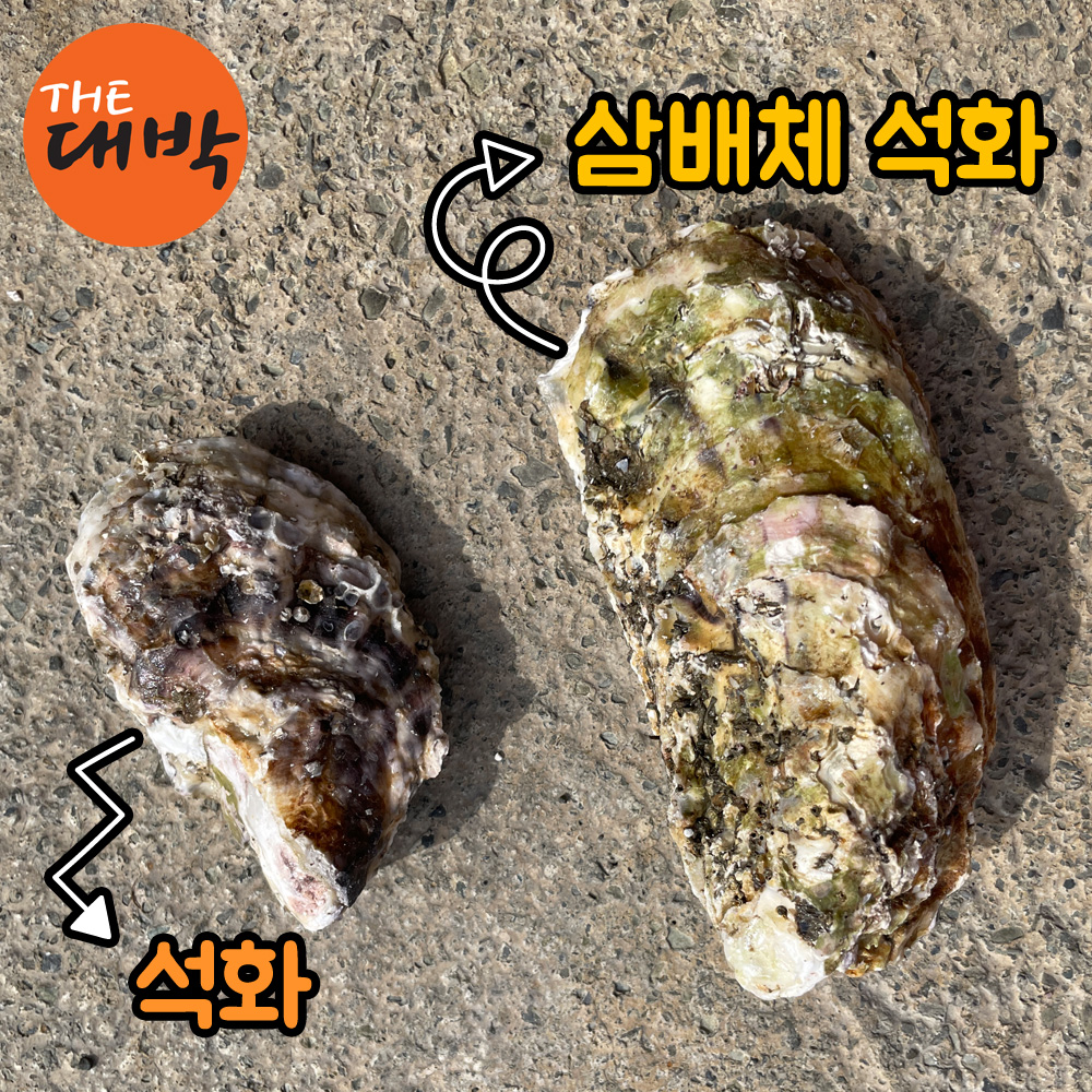 당일채취 사계절 삼배체굴 대왕 하프셀 개체굴 석화 굴 - 상세 이미지 4