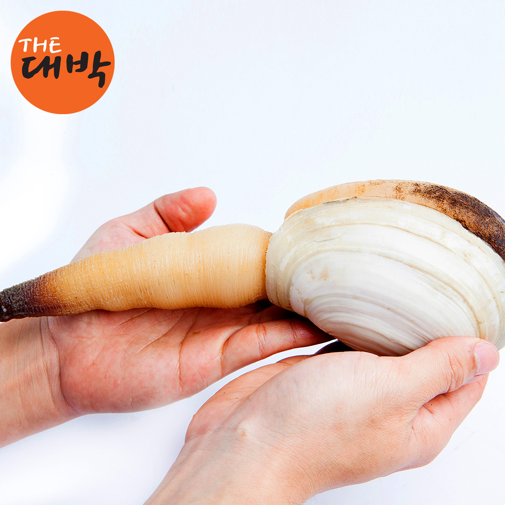 진짜 큰 왕우럭조개 코끼리조개 1kg 다이버채취 - 상세 이미지 2