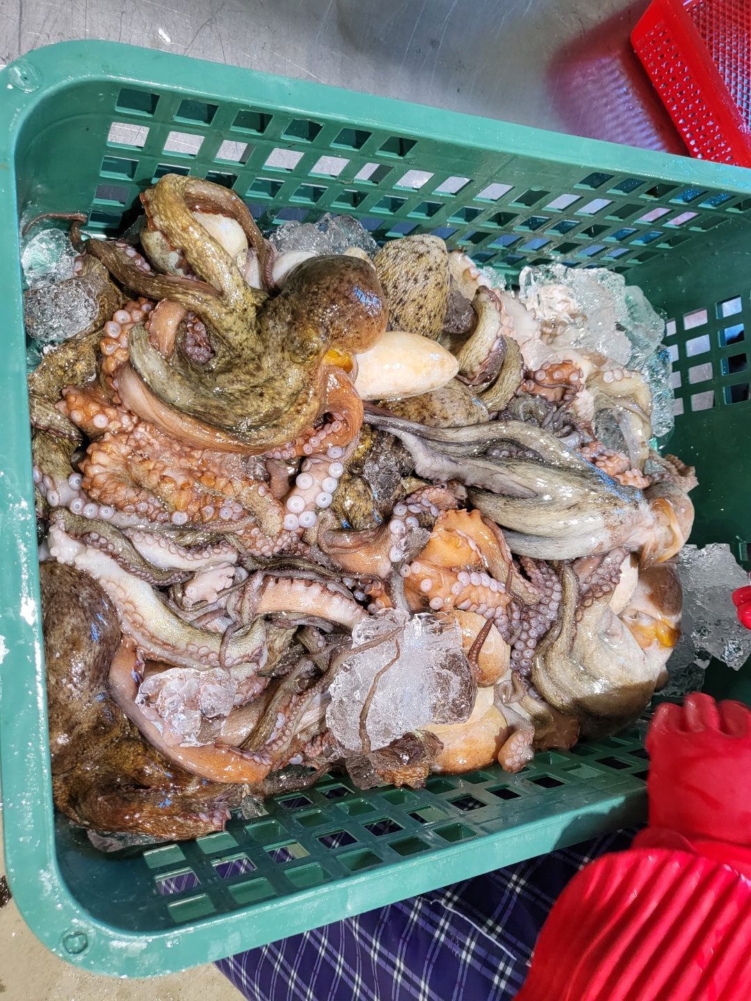 통영 자연산 돌문어 문어 제수용 1kg 2-4미 - 상세 이미지 5