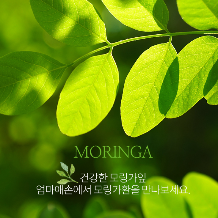모링가환 모링가정 1kg 모닝가 먹는법 모낭가 열매 - 상세 이미지 5