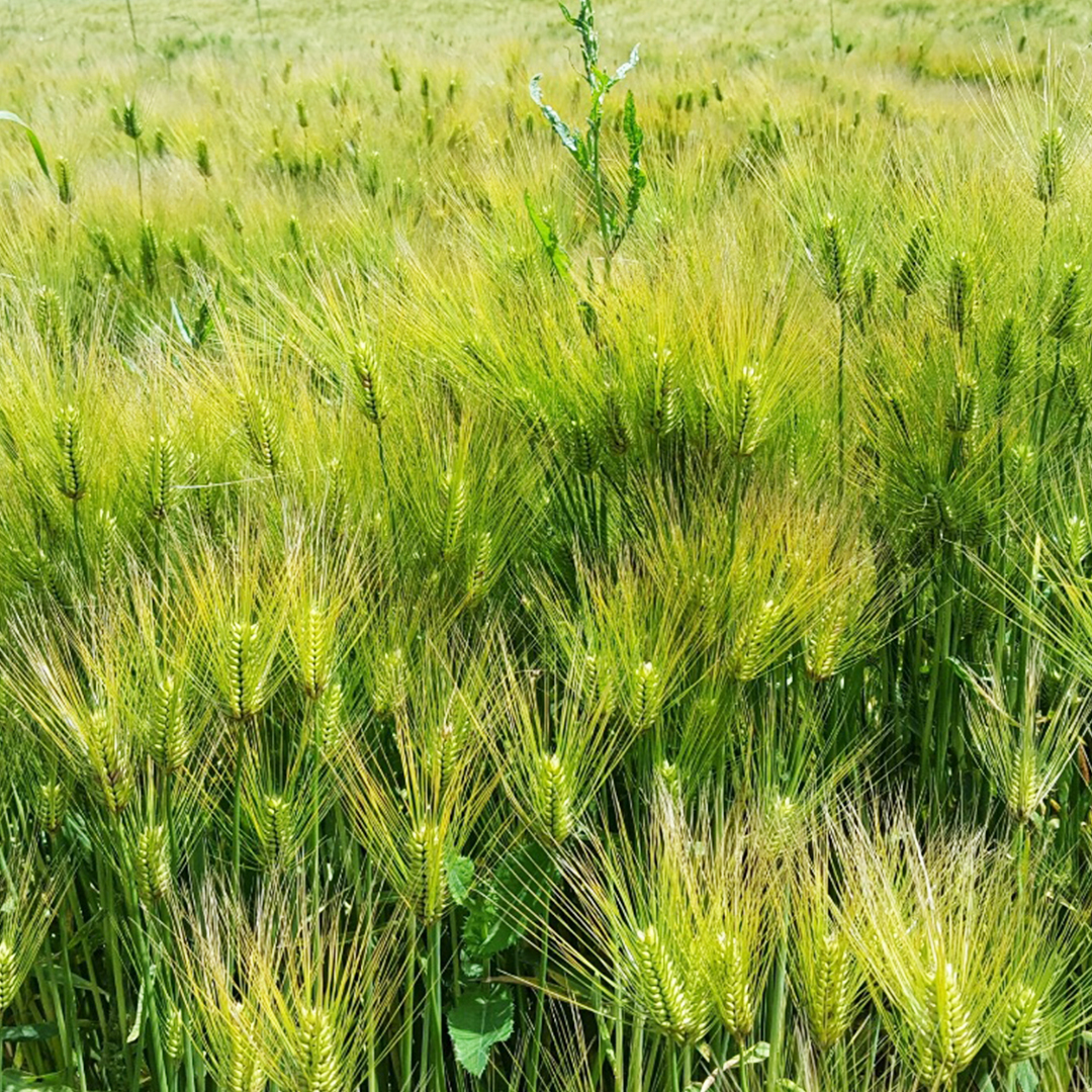 25년산 국산 유기농 보리 흑보리 찰보리 쌀 1kg 이미지 7