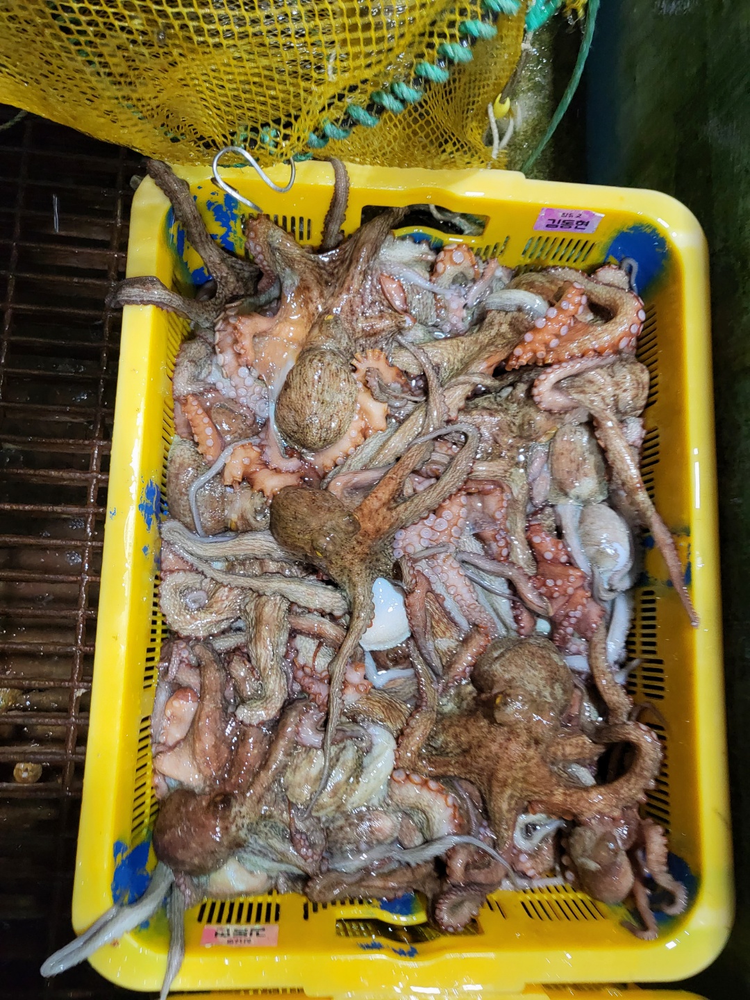 통영 자연산 돌문어 문어 제수용 1kg 2-4미 이미지 6