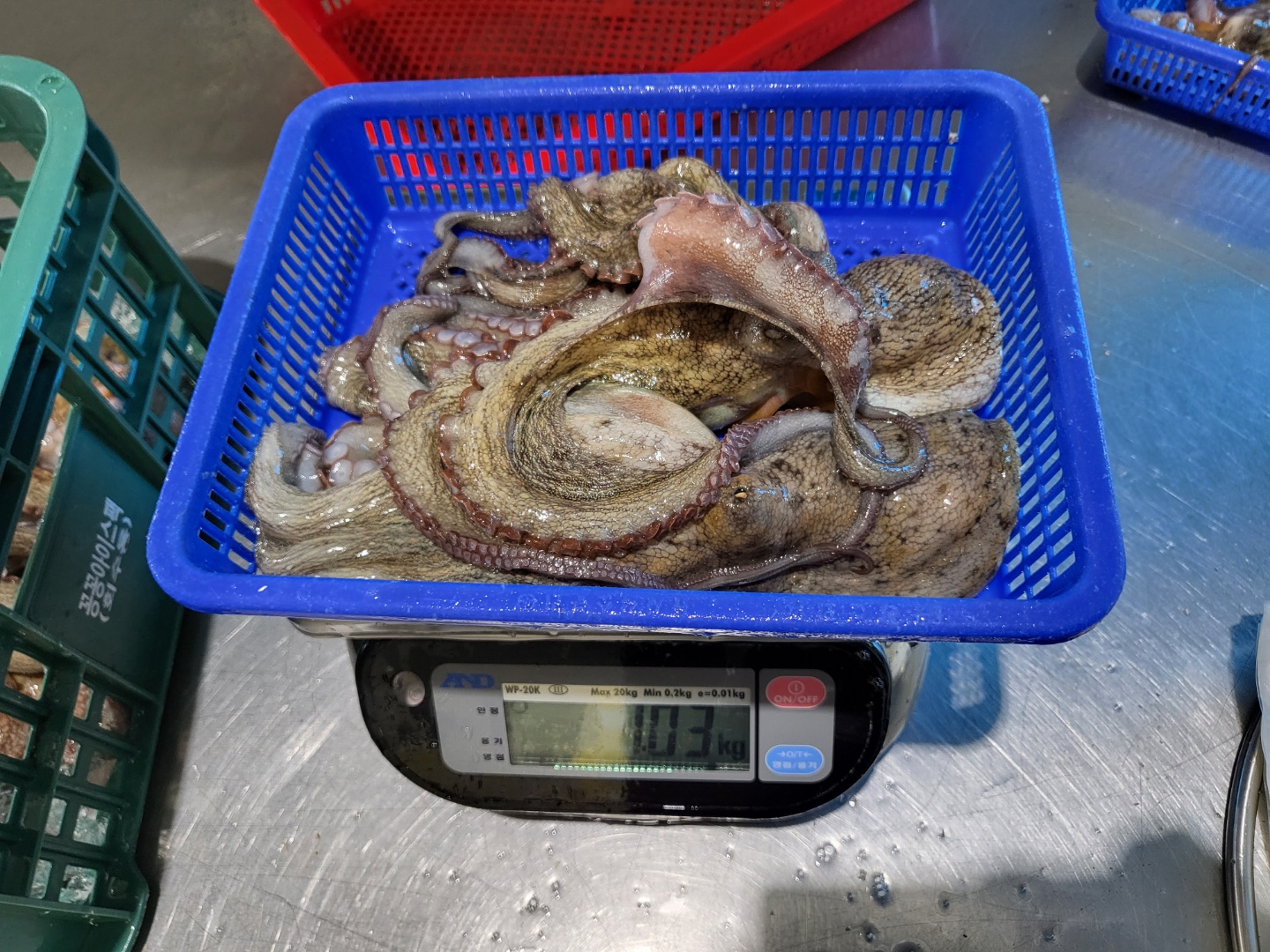통영 자연산 돌문어 문어 제수용 1kg 2-4미 - 상세 이미지 2