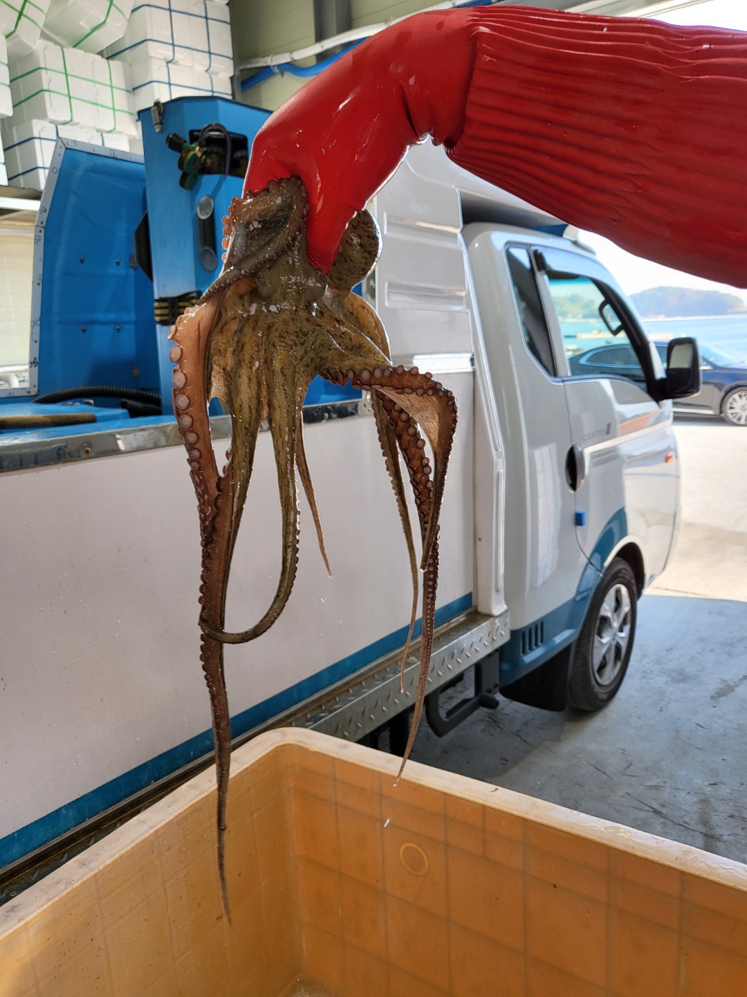 통영 자연산 돌문어 문어 제수용