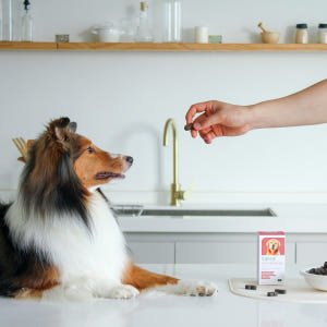 프롬더셀 강아지 노견전용 관절, 백내장, 피부, 항산화, 치매 종합영양제... 솔직 후기 | 실제 사용자 리뷰 총정리 - 상품 이미지 4