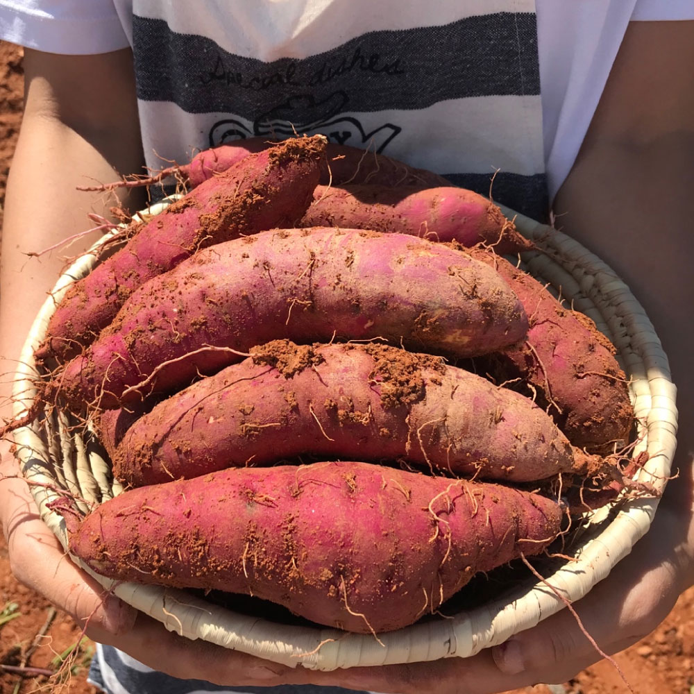 산지직송 집에서먹자 무농약 황토 베니하루카 세척 밤 꿀 황금 고구마 3kg