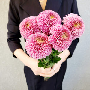 유스풀몰 파스텔 퐁퐁소국 5송이 생화 꽃배달싼곳 화훼농가돕기 솔직 후기 | 실사용자 리뷰 분석 - 상품 이미지 3