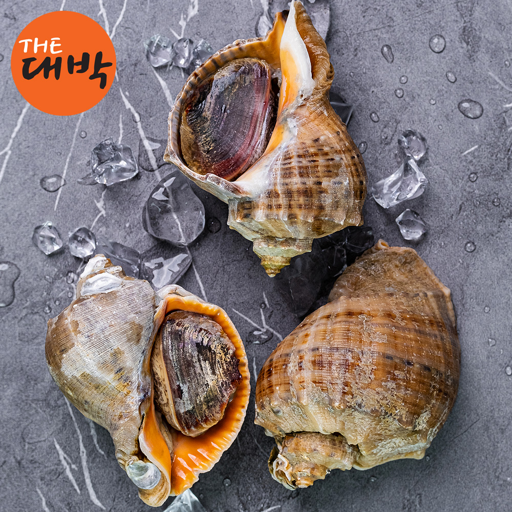 제철 참소라 1kg 자연산 소라 회 숙회 삐뚤이소라