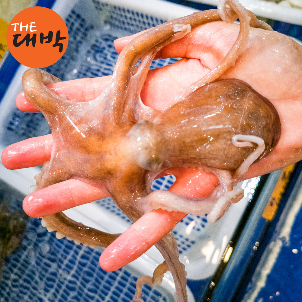 제철 활 낙지 산낙지 뻘낙지 세발낙지 탕탕이