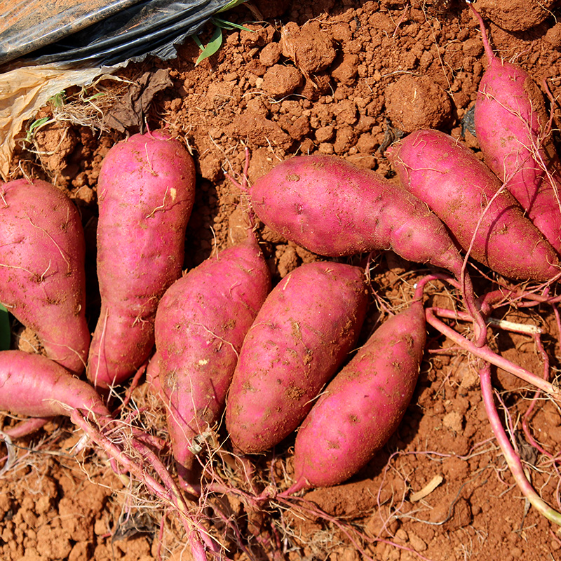 꿀 고구마 3kg 5kg 호박고구마 베니하루카