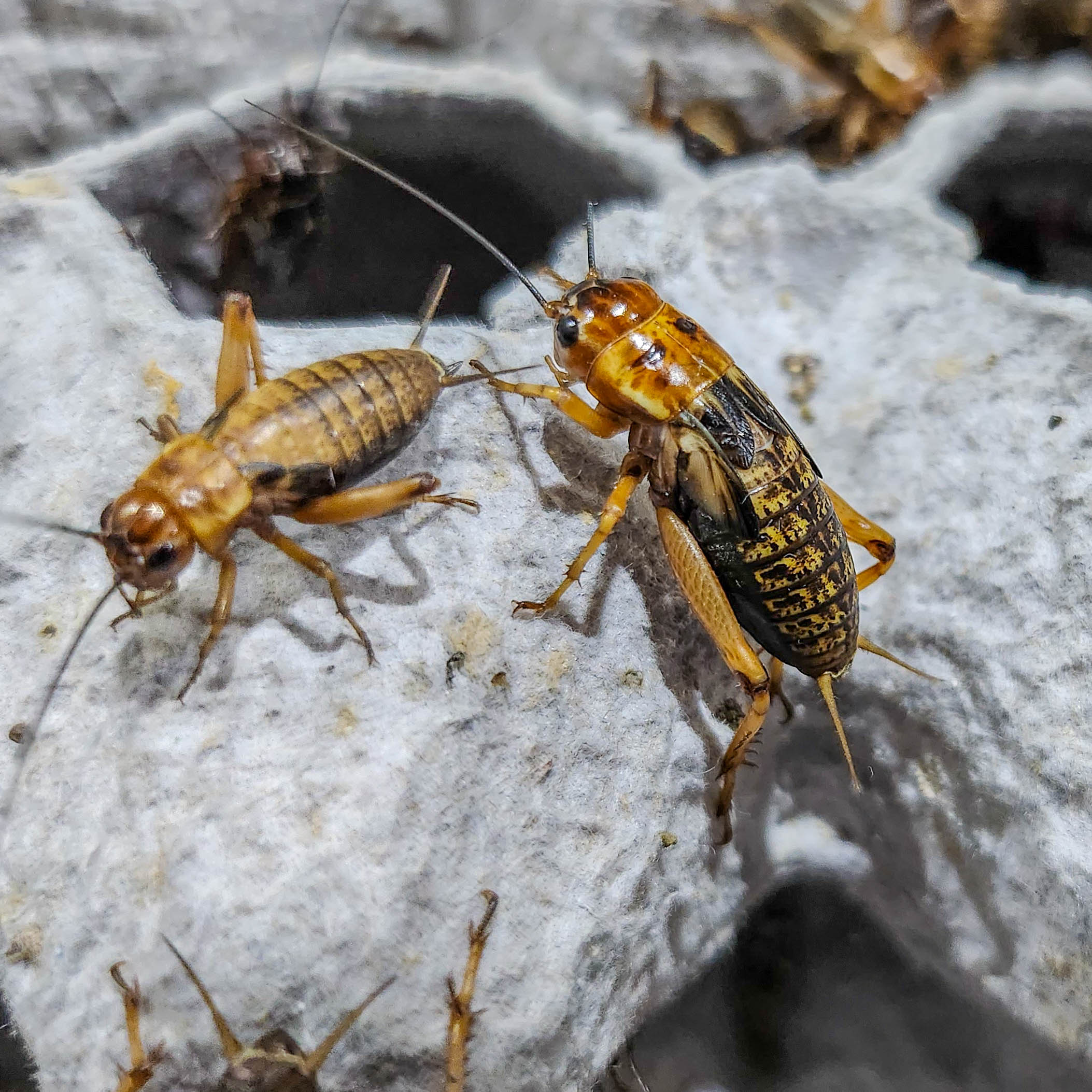 귀뚜라미 쌍별귀뚜라미 게코 도마뱀 먹이 보온포장