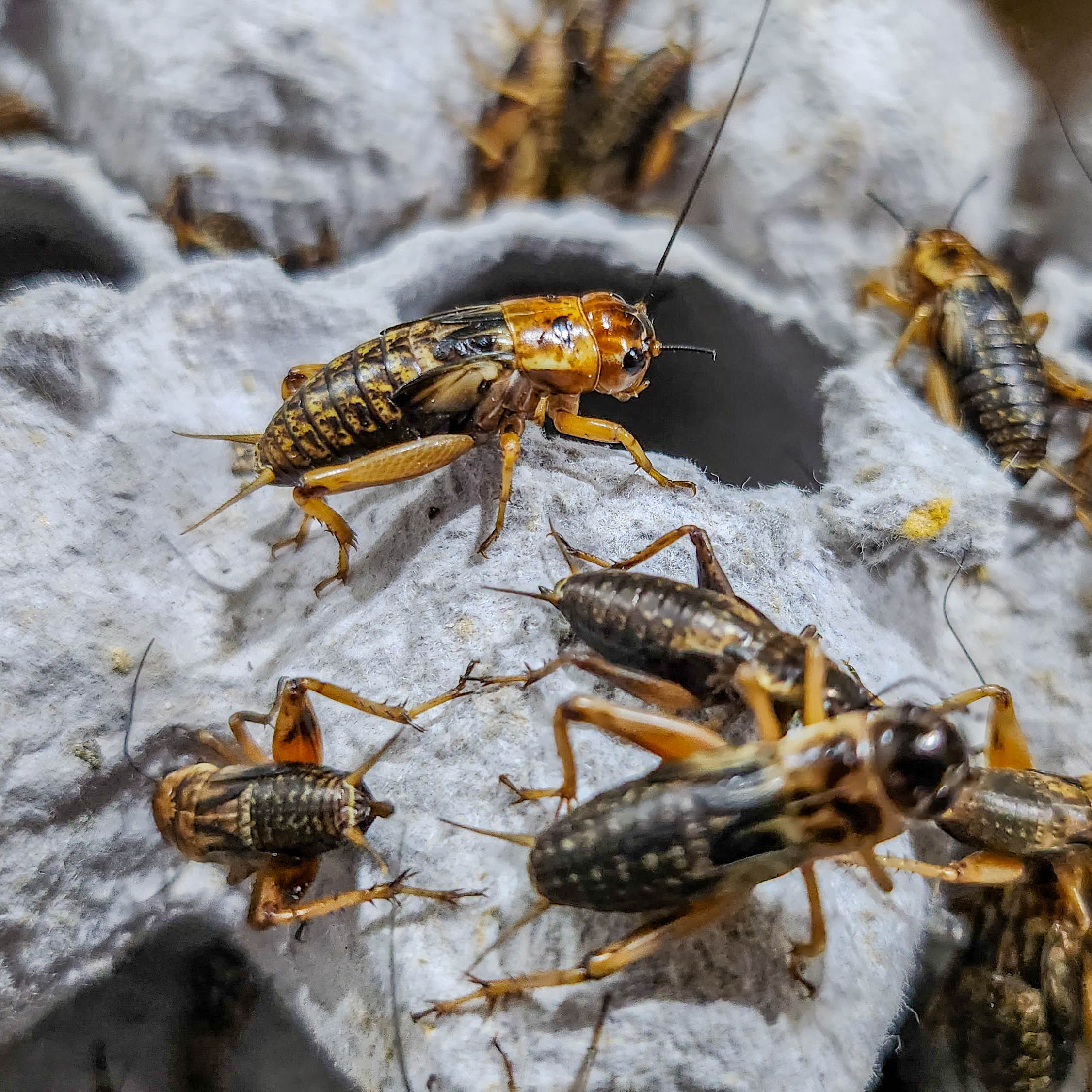 귀뚜라미 쌍별귀뚜라미 게코 도마뱀 먹이 보온포장