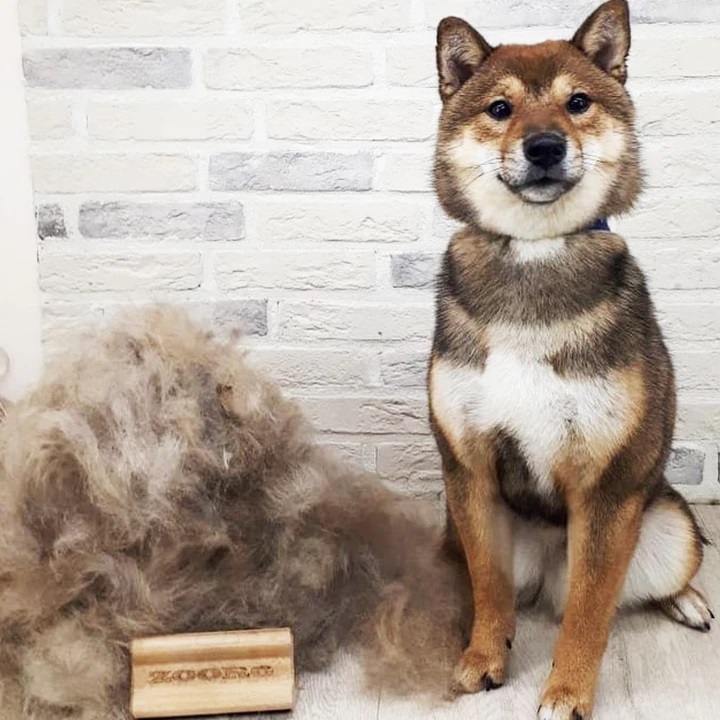 주로빗 노멀 강아지 고양이 단모 죽은털 제거 브러쉬