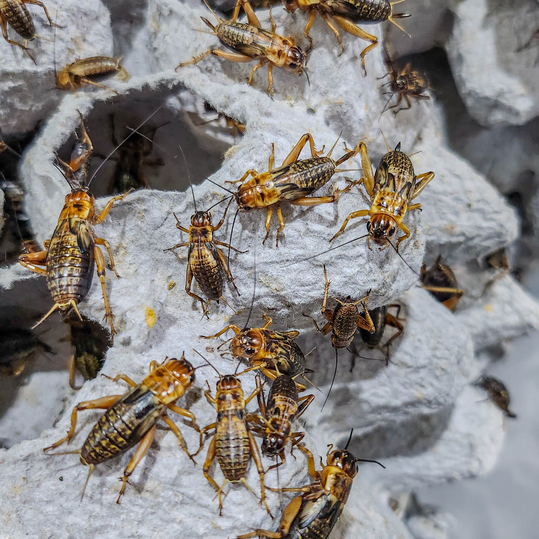 귀뚜라미 쌍별귀뚜라미 게코 도마뱀 먹이 보온포장