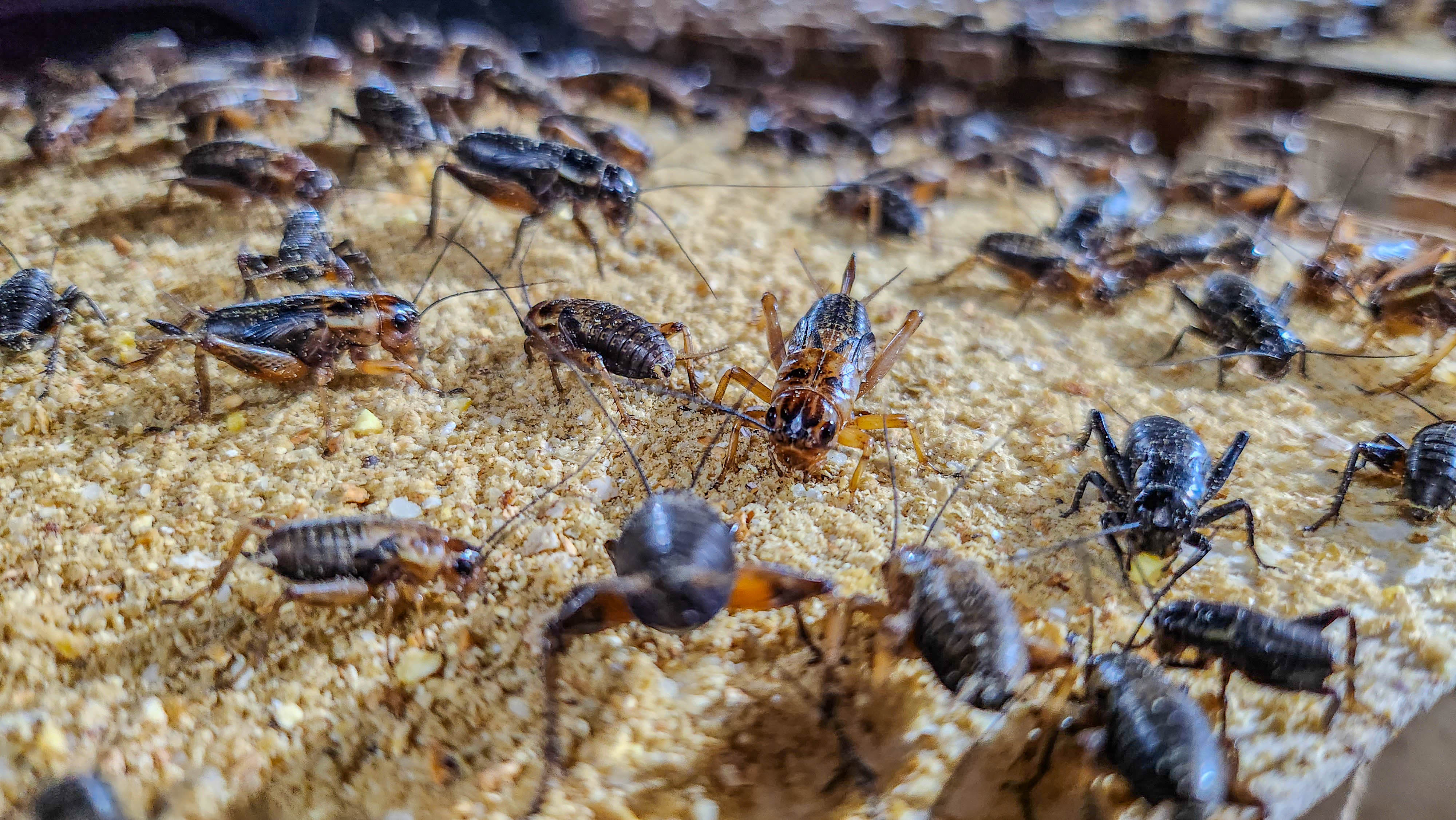 귀뚜라미 쌍별귀뚜라미 게코 도마뱀 먹이 보온포장