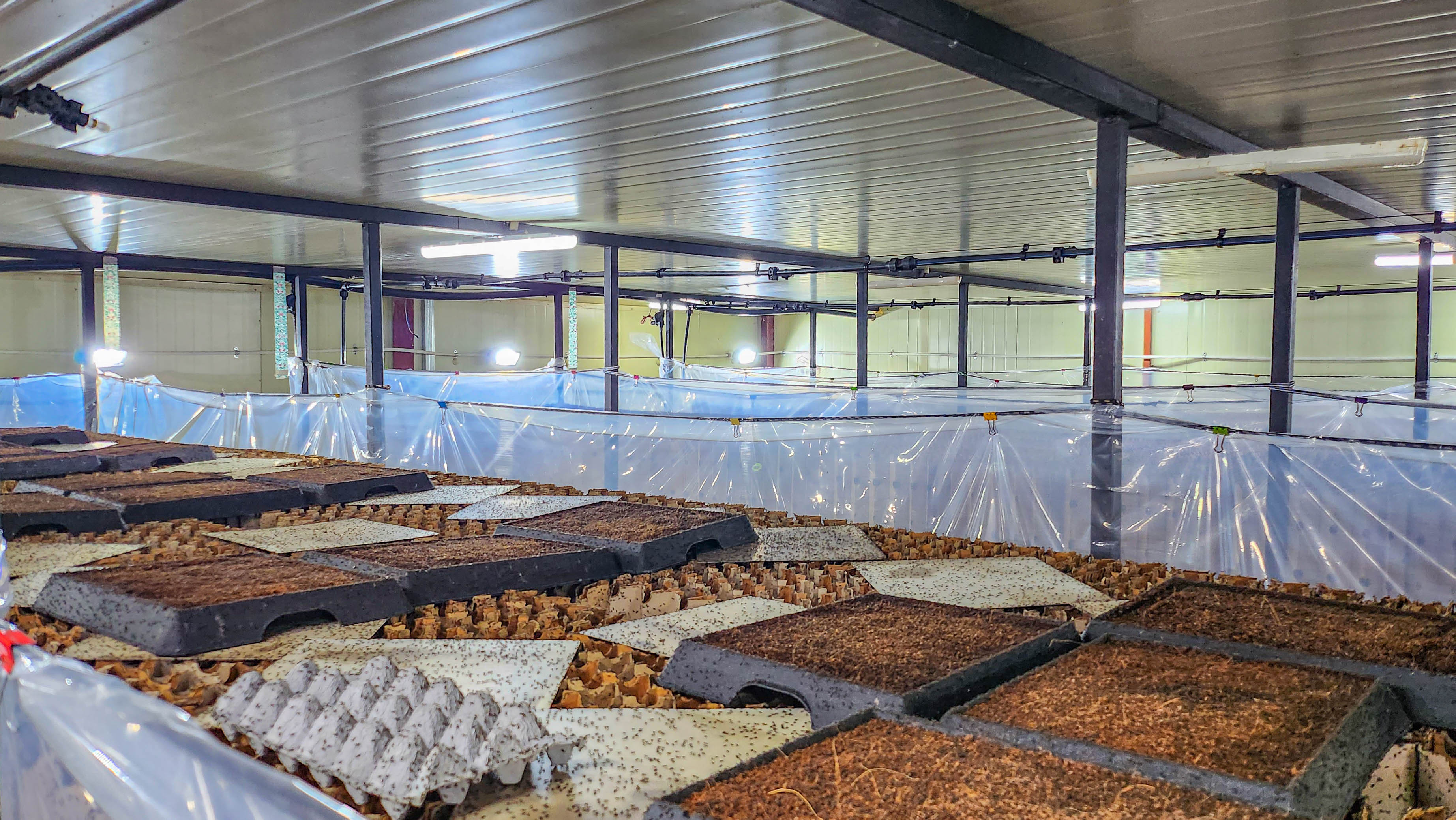 귀뚜라미 쌍별귀뚜라미 게코 도마뱀 먹이 보온포장