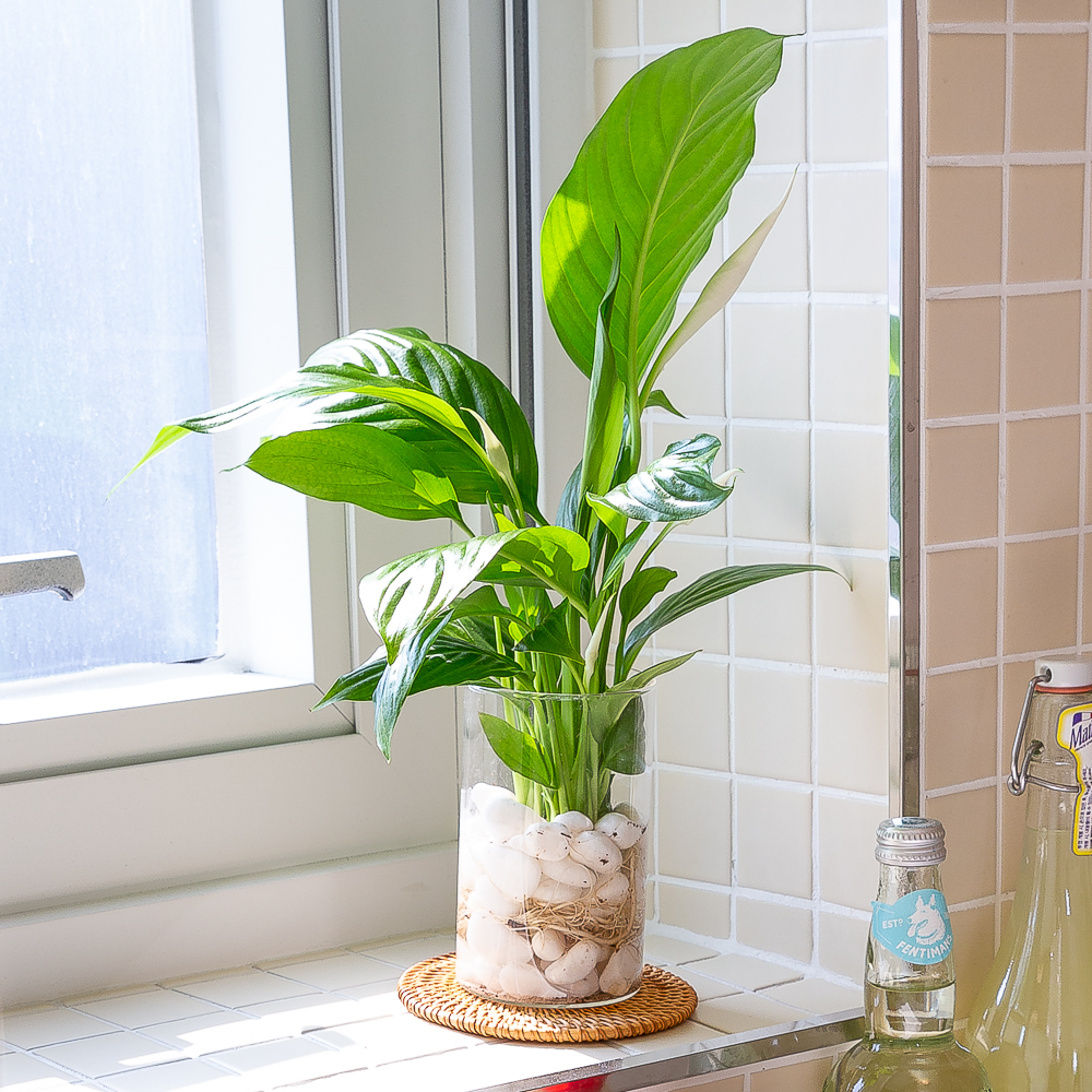 수경재배식물 수생식물 수중식물 키우기 화분 뿌리 어항 스파트필름 흰자갈 만들기세트