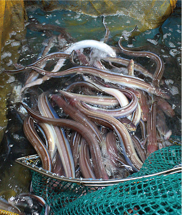 통영 산지에서 바로 보내드리는 바다의 보양식 자연산 손질 바다장어 1kg - 상세 이미지 2