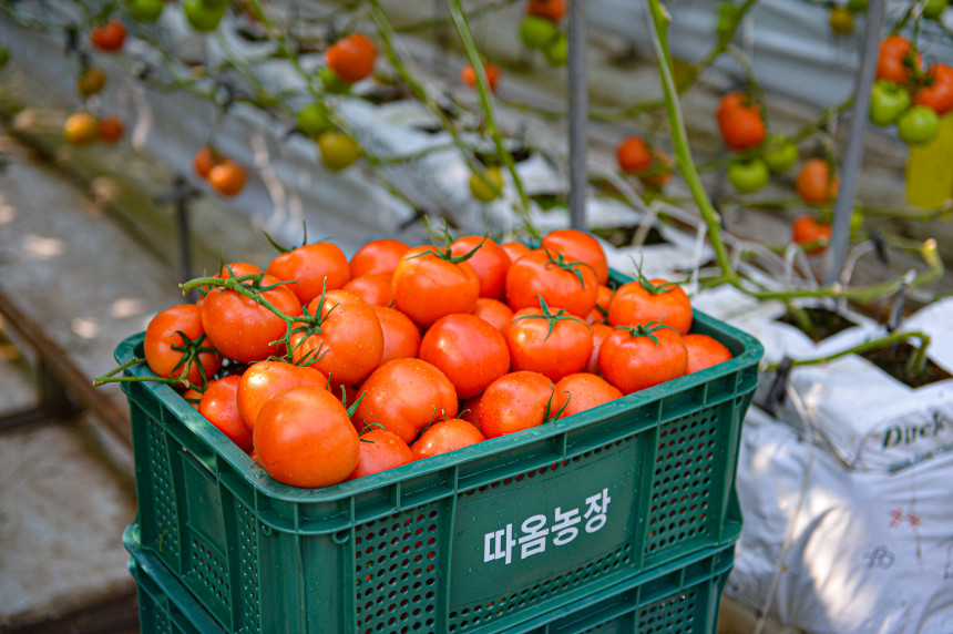 완숙토마토 찰토마토 유럽종 2.5 키로 최상품 산지직송 쥬스용 못난이 사진 5
