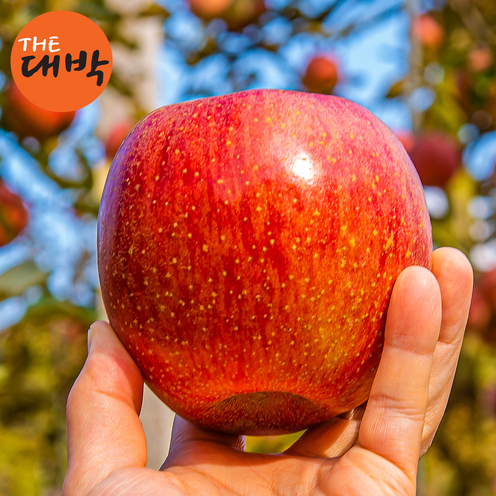 제철 사과 부사 시나노골드 홍로 썸머킹 과일 청사과 아오리