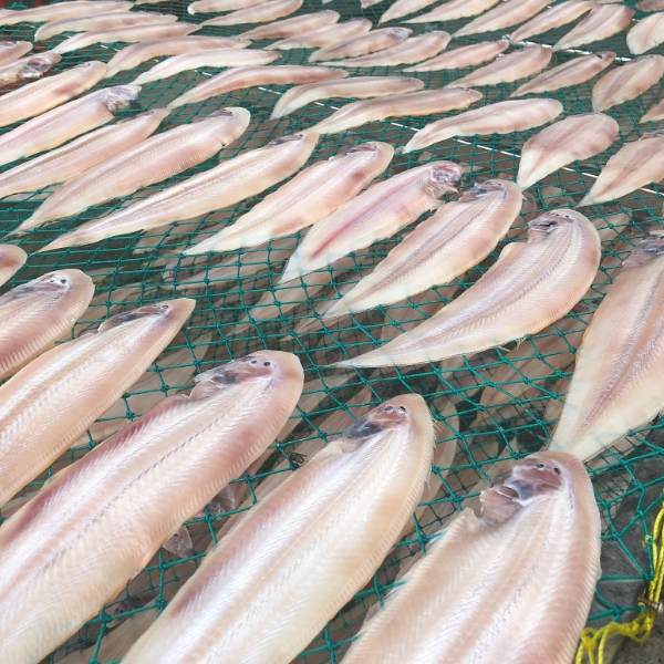 군산 박대 서대 반건조 박대 말린생선 구이 제수용 생선 10미