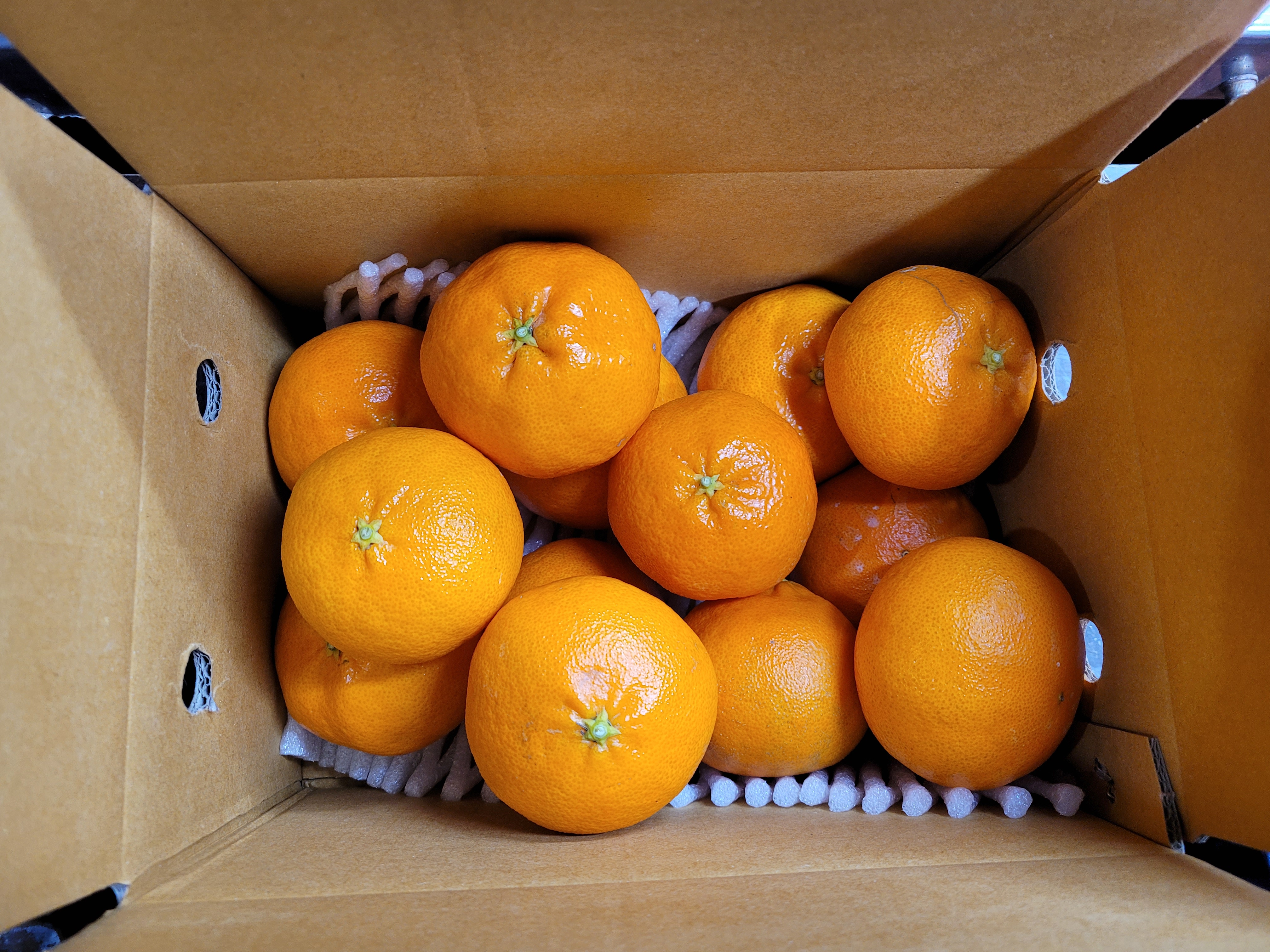 천혜향 1kg 3kg 5kg 가정용 꼬마 소과 중과 대과 제주 산지직송 - 상세 이미지 3