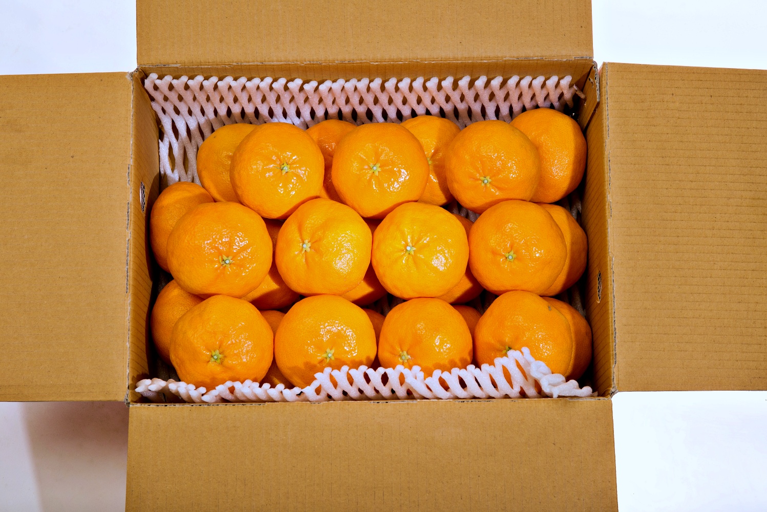 천혜향 1kg 3kg 5kg 가정용 꼬마 소과 중과 대과 제주 산지직송 - 상세 이미지 5