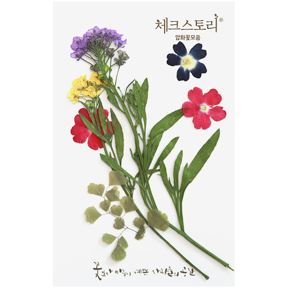 압화 교구꽃 3-1 누름꽃 압화공예재료 조화 수업용 - 상세 이미지 3