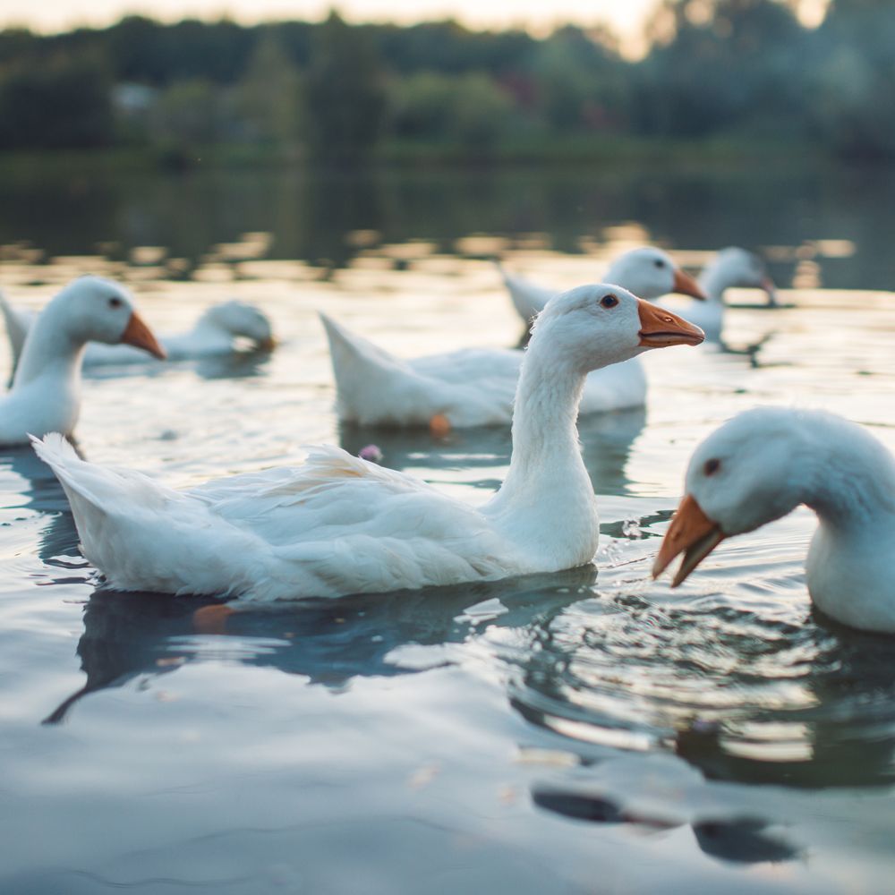 호텔침구 구스이불 거위털 겨울 다운 간절기 이불솜