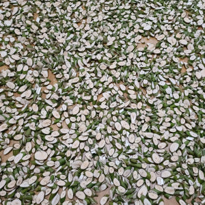 인제 자연산 말린 건재 벌나무 500g 산청목 생벌나무 자연산 벌나무 간... 맛있게 먹은 솔직 후기 - 상품 이미지 2