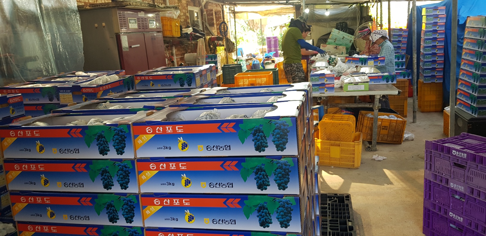 임산부 학업에 지친 아이들을 위한 상큼한 에너지 포도즙 100ml 30포 성복송산포도농원 - 상세 이미지 4
