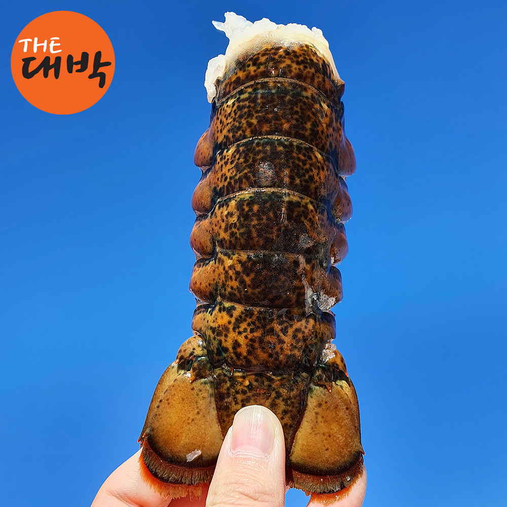 자연산 랍스터테일 1마리 110~140g 내외 이미지 7