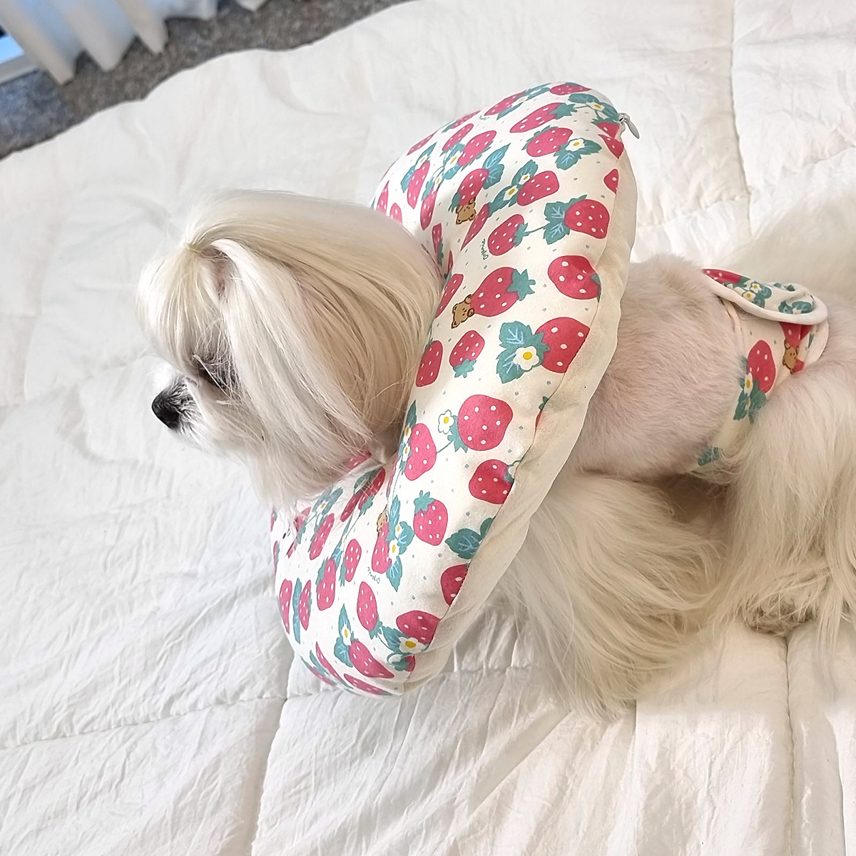 강아지 넥카라 오가닉 커버 젤리쿠션 강아지 용품 추천 분리형 넥카라